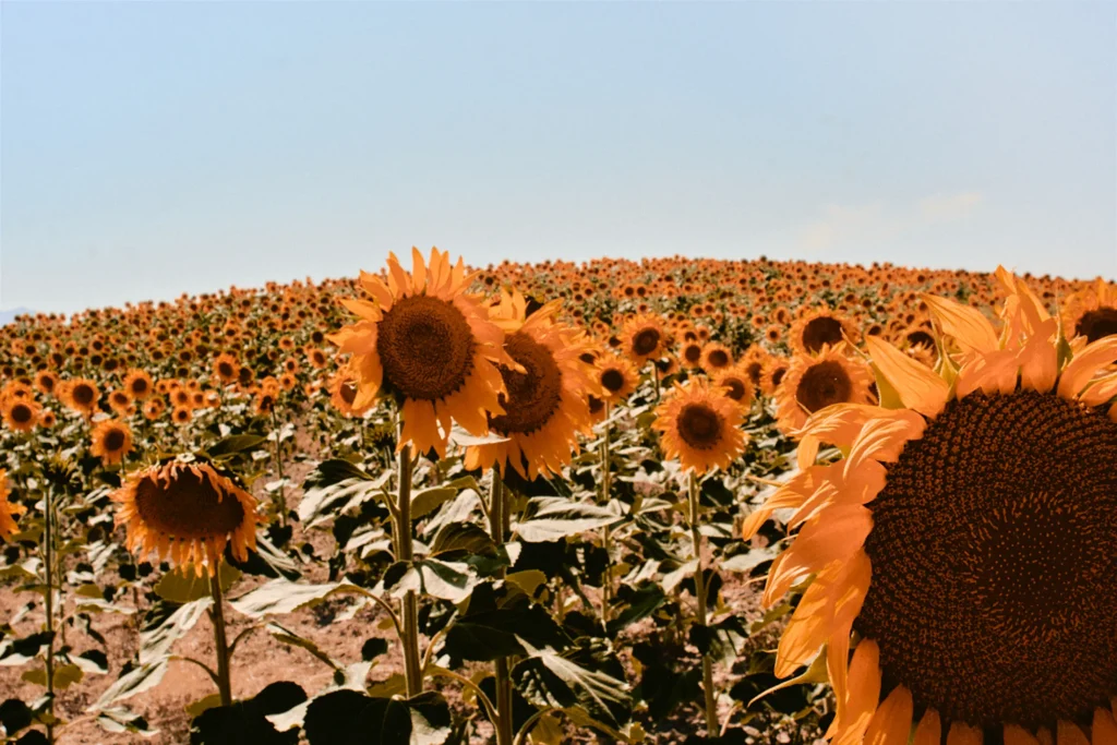 Warm, cinematic summer travel photography of a vast field of sunflowers under a blue sky, capturing a rural destination lifestyle in Spain or Southern Europe