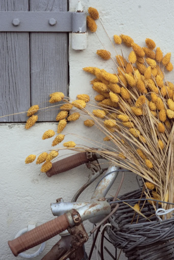 Vintage-style lifestyle still life photography of a bicycle basket filled with dried yellow flowers, leaning against a white wall with grey shutters, ideal for rustic editorial content in France